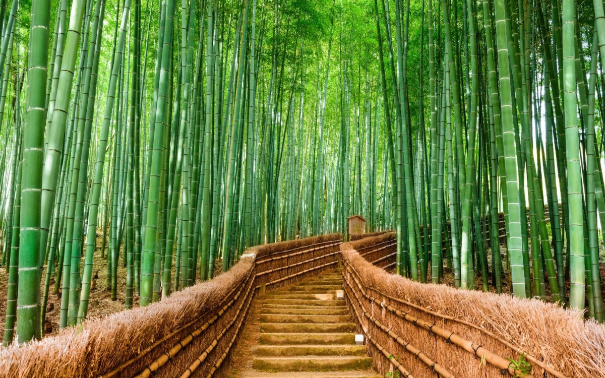 Japonska