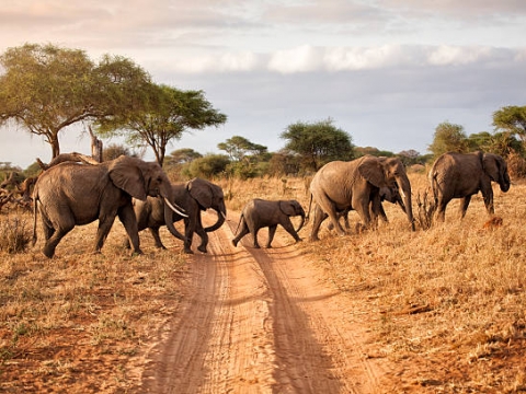 Tanzanija